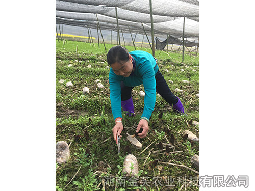 衡陽縣領(lǐng)導(dǎo)在基地指導(dǎo)羊肚菌采收-(1) 衡陽縣領(lǐng)導(dǎo)在基地指導(dǎo)羊肚菌采收-(1)