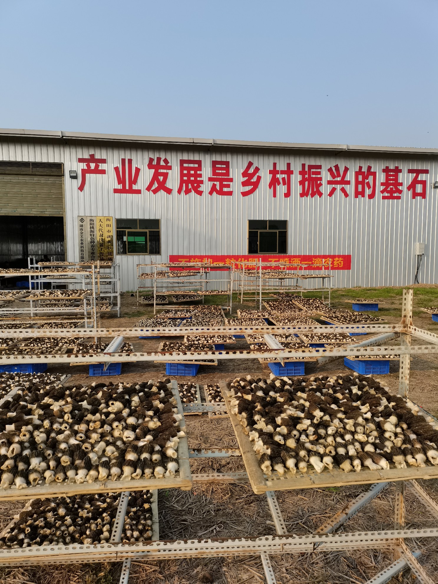 羊肚菌自然烘干 羊肚菌自然烘干