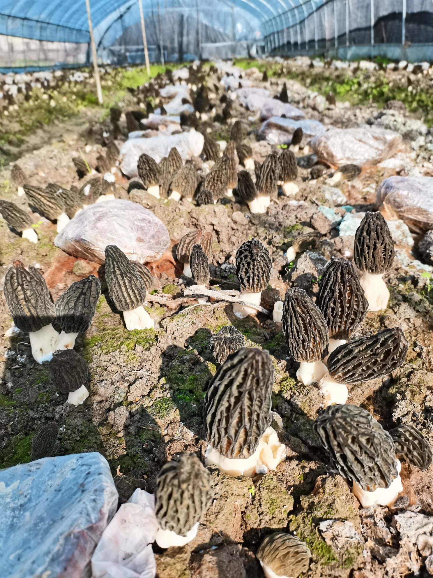 基地生長中的羊肚菌 基地生長中的羊肚菌