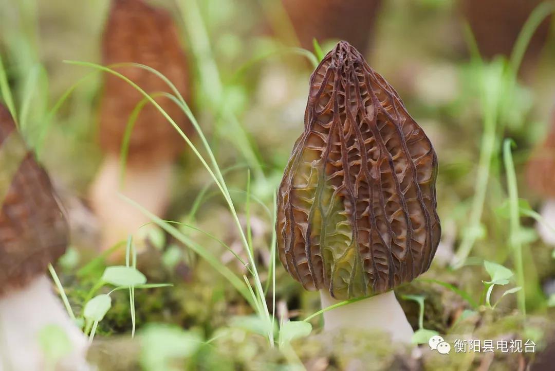 湖南金芙農(nóng)業(yè)科技有限公司,湖南蛹蟲草,湖南羊肚菌,蛹蟲草,羊肚菌,龍新,蟲草酒哪里好,衡陽(yáng)食用菌,衡陽(yáng)羊肚菌,衡陽(yáng)蛹蟲草