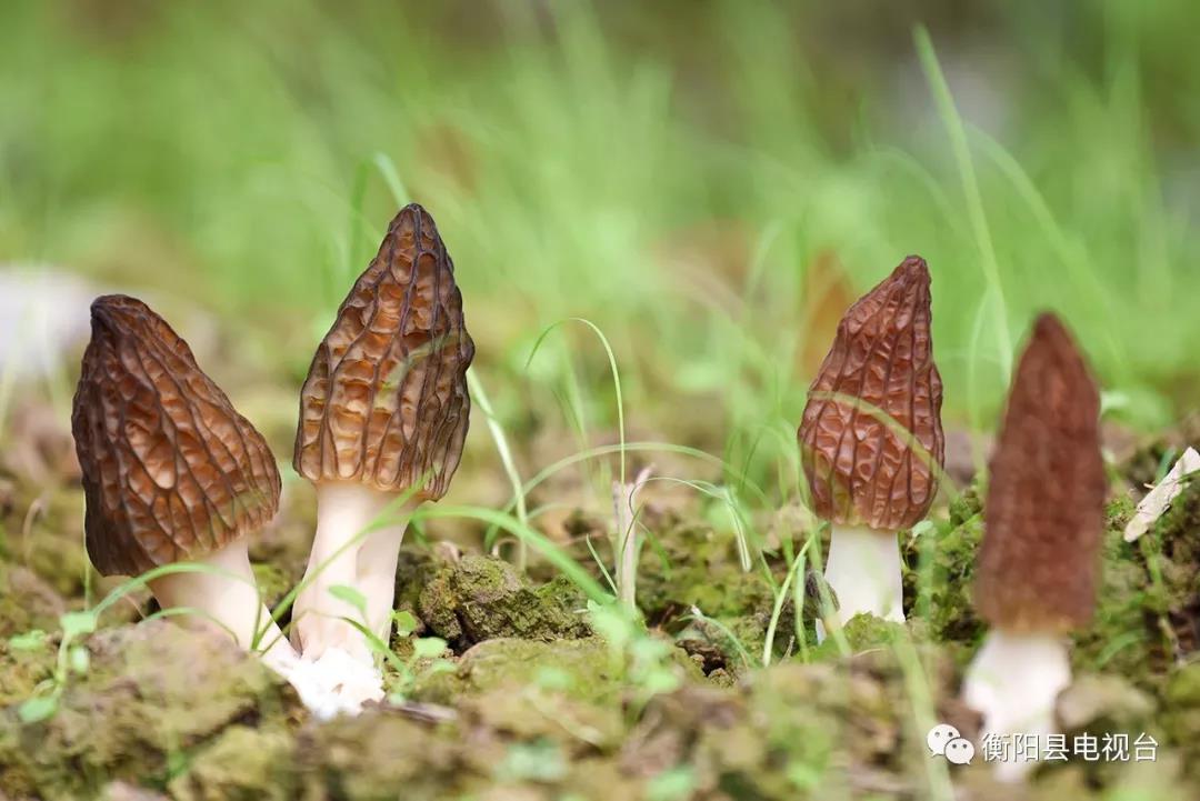 湖南金芙農(nóng)業(yè)科技有限公司,湖南蛹蟲草,湖南羊肚菌,蛹蟲草,羊肚菌,龍新,蟲草酒哪里好,衡陽(yáng)食用菌,衡陽(yáng)羊肚菌,衡陽(yáng)蛹蟲草
