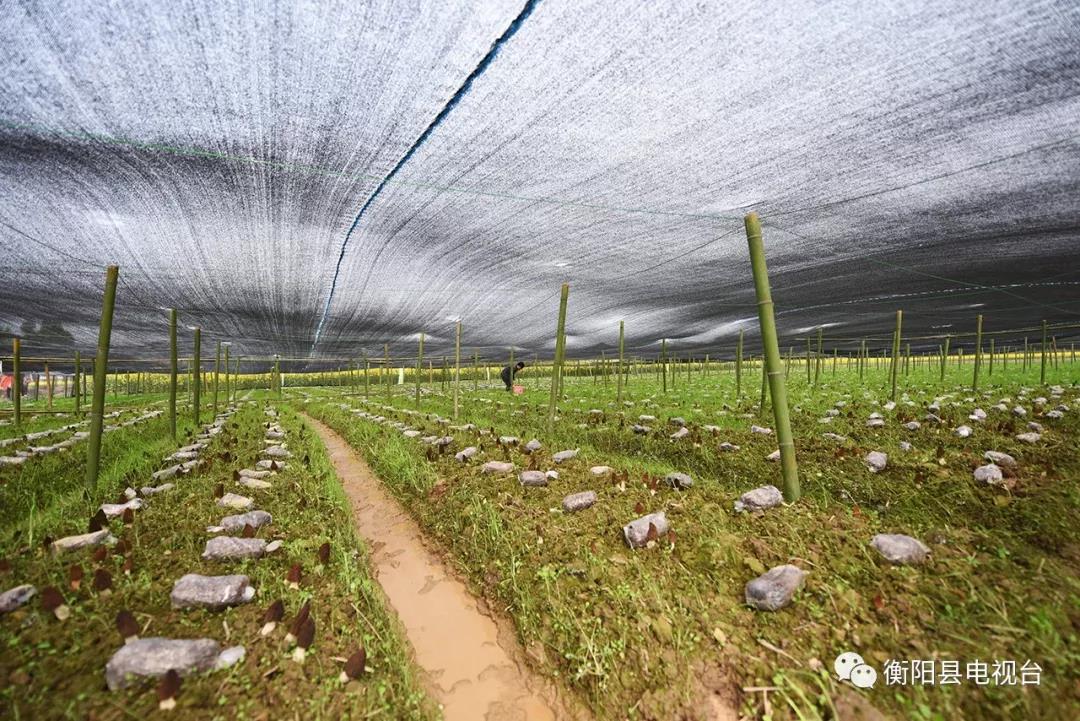 湖南金芙農(nóng)業(yè)科技有限公司,湖南蛹蟲草,湖南羊肚菌,蛹蟲草,羊肚菌,龍新,蟲草酒哪里好,衡陽(yáng)食用菌,衡陽(yáng)羊肚菌,衡陽(yáng)蛹蟲草